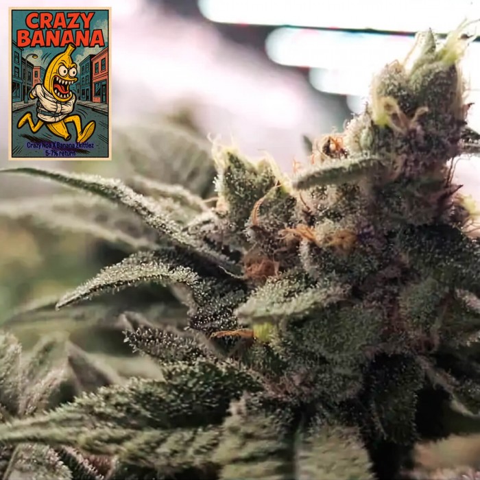 Semillas de marihuana regulares Crazy Banana de Bask Triangle Farms, resina.