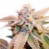 Semillas de marihuana regulares Geriza de Bask Triangle Farms, cogollo resinoso.