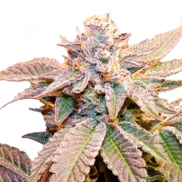 Semillas de marihuana regulares Geriza de Bask Triangle Farms, cogollo resinoso.