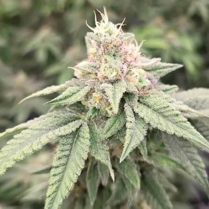 Semillas de marihuana regulares Japanesse Tea de Bask Triangle Farms, cogollo resinoso.