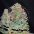 Semillas de marihuana feminizadas Auto Delicious Cookies de Delicious Seeds.