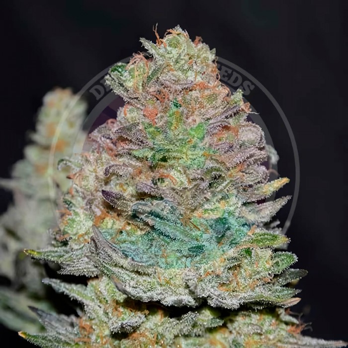 Semillas de marihuana feminizadas Auto Delicious Cookies de Delicious Seeds.