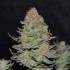 Semillas de marihuana feminizadas Auto Delicious Cookies de Delicious Seeds, cogollo resinoso.