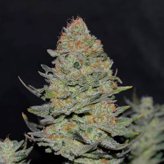 Semillas de marihuana feminizadas Auto Delicious Cookies de Delicious Seeds, cogollo resinoso.