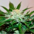 Semillas de autoflorecientes  Descojack de Delicious Seeds.