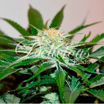 Semillas de autoflorecientes  Descojack de Delicious Seeds.