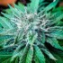 Semillas de autoflorecientes  Descojack de Delicious Seeds, tricomas.