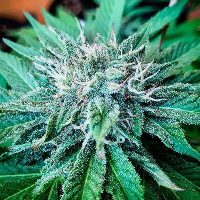Semillas de autoflorecientes  Descojack de Delicious Seeds, tricomas.