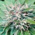 Semillas de autoflorecientes  Descojack de Delicious Seeds, pelos.