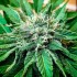 Semillas de autoflorecientes  Descojack de Delicious Seeds, cresta de cogollos.