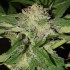Semillas de autoflorecientes  Descojack de Delicious Seeds, cogollo resinoso.