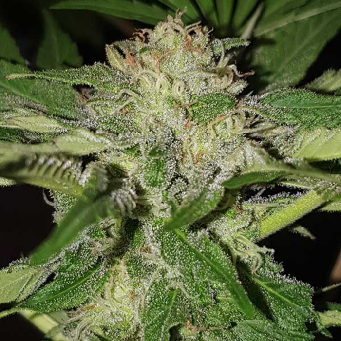 Semillas de autoflorecientes  Descojack de Delicious Seeds, cogollo resinoso.
