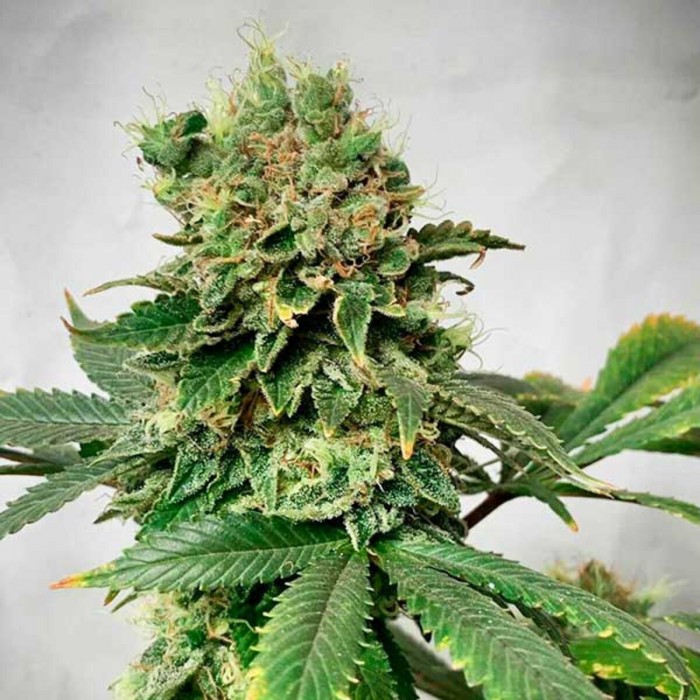 Semillas de autoflorecientes  Descojack de Delicious Seeds, punta principal.