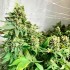 Semillas de autoflorecientes  Descojack de Delicious Seeds, puntas.