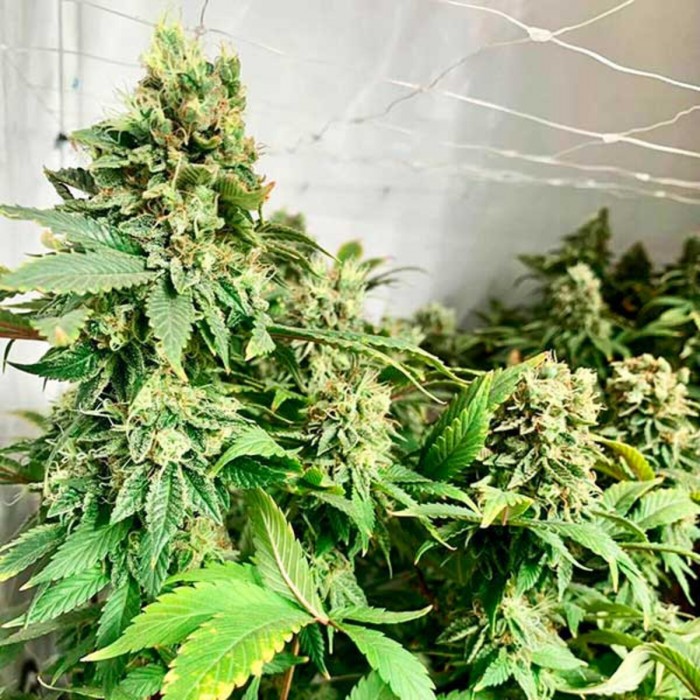 Semillas de autoflorecientes  Descojack de Delicious Seeds, puntas.