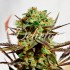 Cheese Candy (Delicious Seeds) Semillas de marihuana