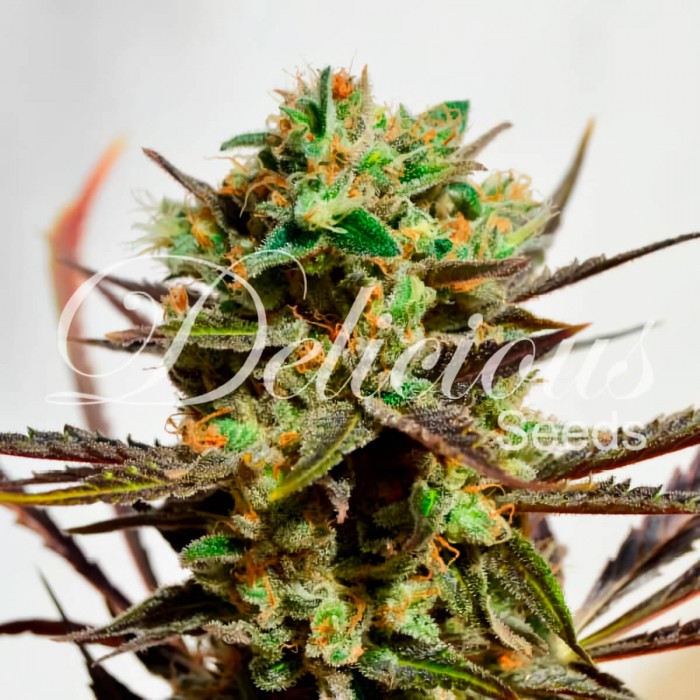 Cheese Candy (Delicious Seeds) Semillas de marihuana