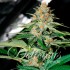 Delicious Candy (Delicious Seeds) Semillas de marihuana, cogollo.