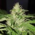 Semillas de marihuana feminizadas Chocobang de Delicious Seeds, cogollo resinoso.