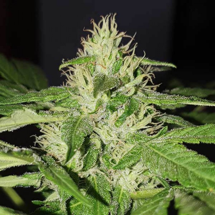 Semillas de marihuana feminizadas Chocobang de Delicious Seeds, cogollo resinoso.