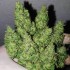 Semillas de marihuana feminizadas Chocobang de Delicious Seeds, puntas.