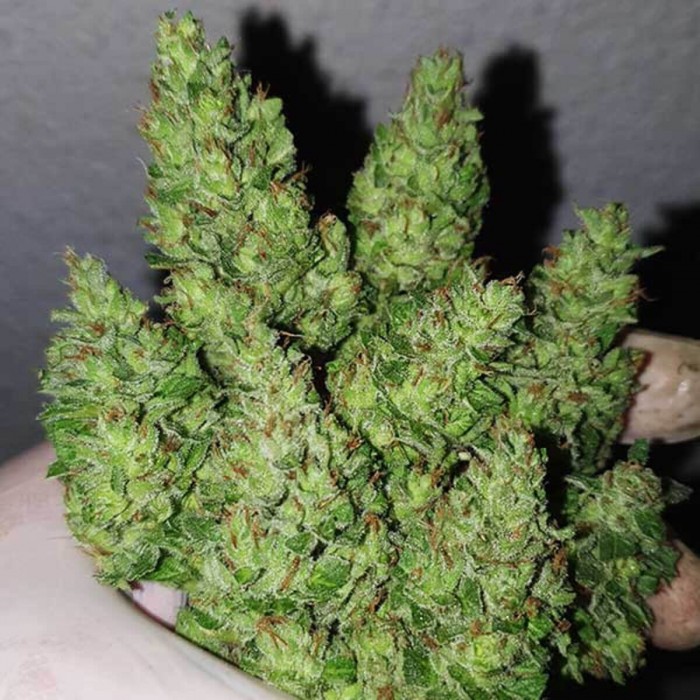 Semillas de marihuana feminizadas Chocobang de Delicious Seeds, puntas.