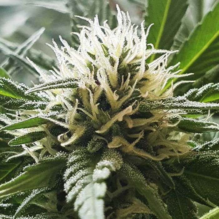 Semillas de marihuana feminizadas Chocobang de Delicious Seeds, pelos.