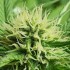 Semillas de marihuana feminizadas Chocobang de Delicious Seeds, resina.