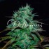 Semillas de marihuana feminizadas Chocobang de Delicious Seeds.