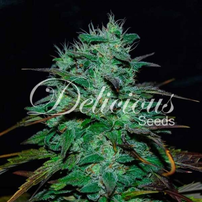 Semillas de marihuana feminizadas Chocobang de Delicious Seeds.
