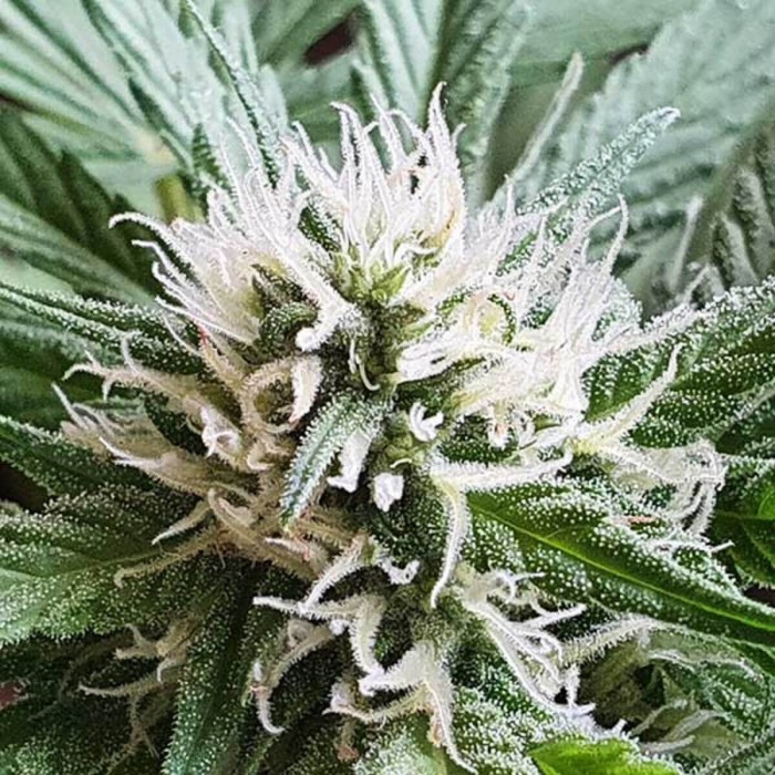 Semillas de marihuana feminizadas Chocobang de Delicious Seeds, tricomas.