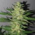 Semillas de marihuana feminizadas Chocobang de Delicious Seeds, punta principal.