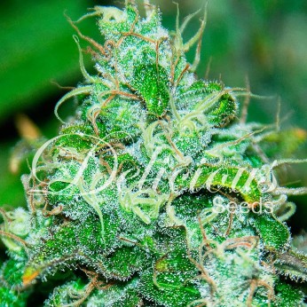 Semillas de marihuana feminizadas Fruity Chronic Juice de Delicious Seeds.