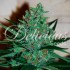 Semillas de marihuana feminizadas Fruity Chronic Juice de Delicious Seeds, cogollo resinoso.