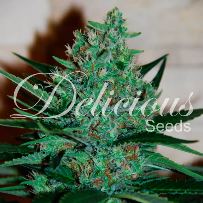Semillas de marihuana feminizadas Fruity Chronic Juice de Delicious Seeds, cogollo resinoso.