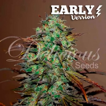 Eleven Roses Early Version de Delicious Seeds - Semillas de marihuana feminizadas.