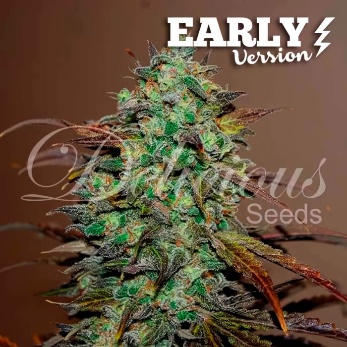 Eleven Roses Early Version de Delicious Seeds - Semillas de marihuana feminizadas.