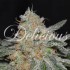 Critical Neville Haze 2.0 (Delicious Seeds) Semillas de marihuana, cogollo resinoso.