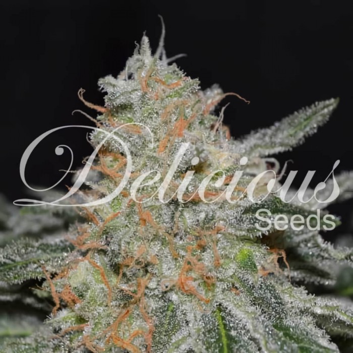 Critical Neville Haze 2.0 (Delicious Seeds) Semillas de marihuana, cogollo resinoso.