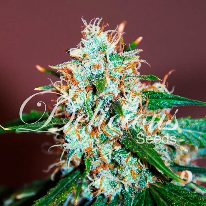Critical Neville Haze 2.0 (Delicious Seeds) Semillas de marihuana.