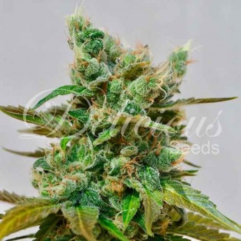 Honeybells de Delicious Seeds, semilla de marihuana feminizada.
