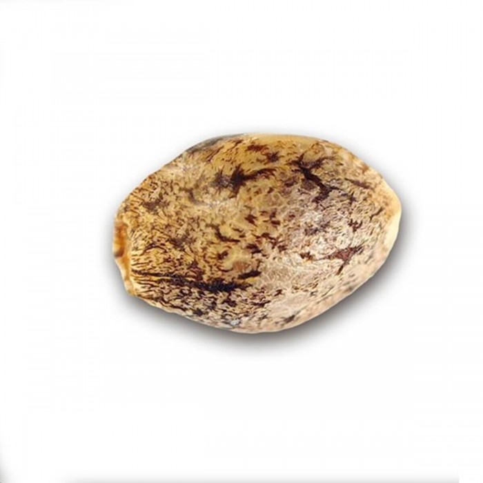 Honeybells de Delicious Seeds, semilla de marihuana feminizada, cañamón.
