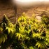 Honeybells de Delicious Seeds, semilla de marihuana feminizada, cultivo de interior.