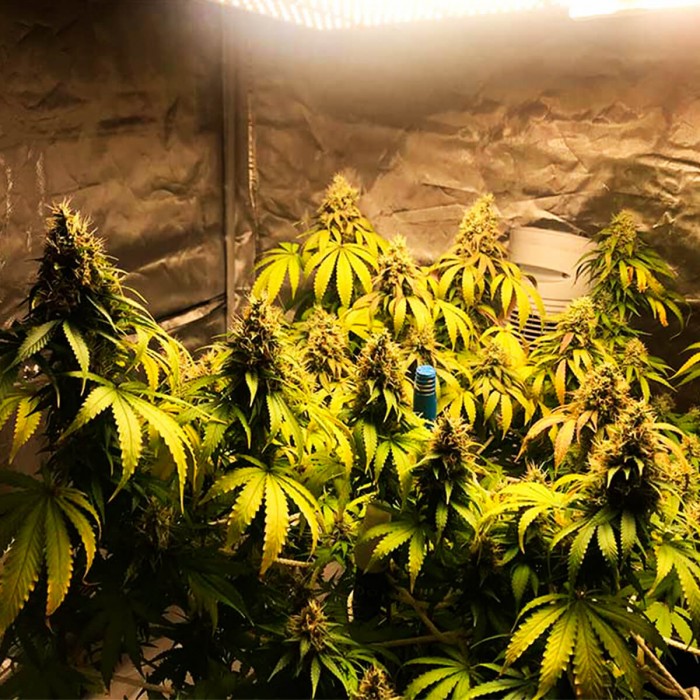 Honeybells de Delicious Seeds, semilla de marihuana feminizada, cultivo de interior.