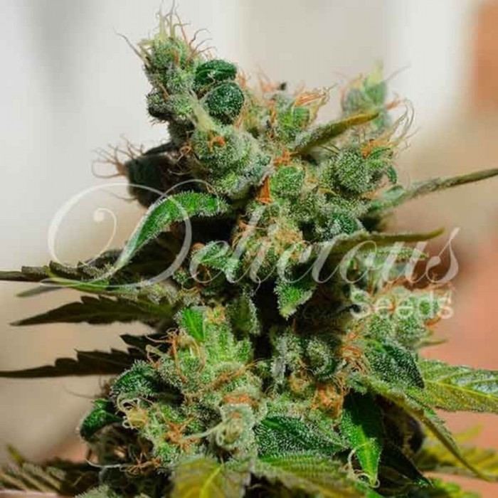 Honeybells de Delicious Seeds, semilla de marihuana feminizada, cogollo.