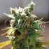 Honeybells de Delicious Seeds, semilla de marihuana feminizada, cultivo de exerior.