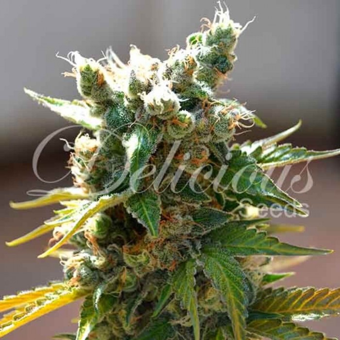 Honeybells de Delicious Seeds, semilla de marihuana feminizada, cultivo de exerior.
