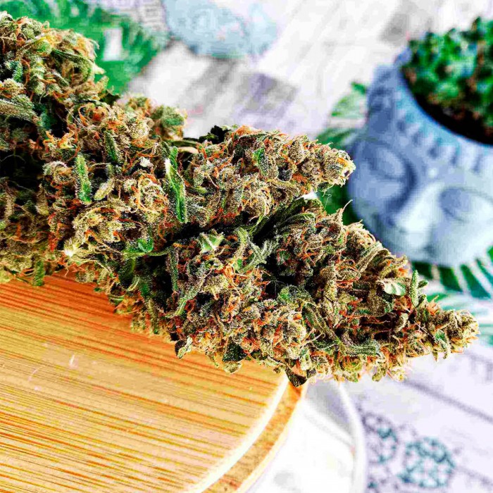 Semilla de marihuana feminizada Deimos de Buddha Seeds, Cogollo grande.