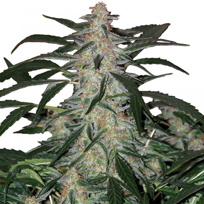 Semilla de marihuana feminizada Deimos de Buddha Seeds, Punta principal grande.
