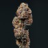 Semilla de marihuana feminizada Deimos de Buddha Seeds, cogollo seco.